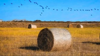當(dāng)“鳥浪”遇上了“瑞士卷”，這個冬天的東營美爆了！